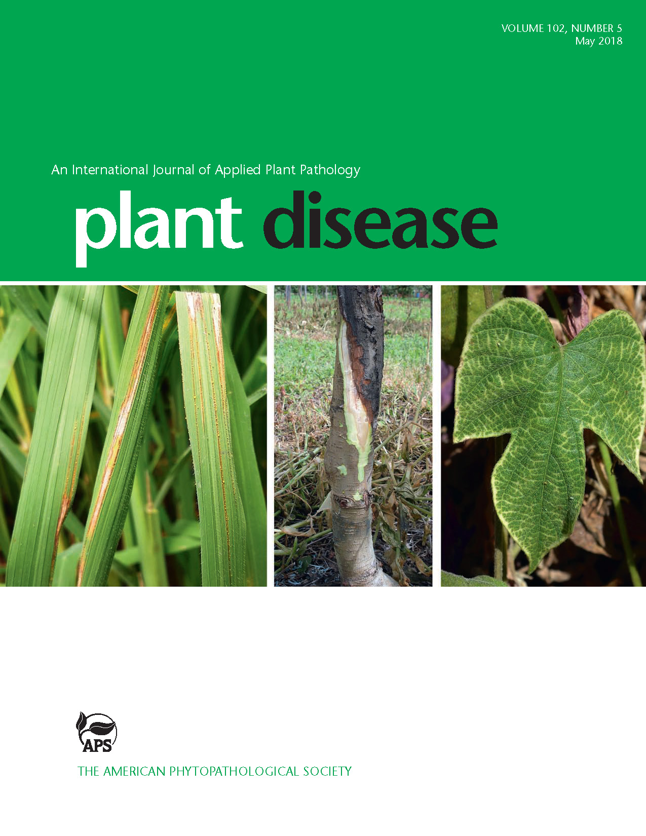 First Report of Sweet potato leaf curl virus and Sweet potato leaf curl